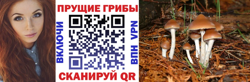 Галлюциногенные грибы Psilocybe Химки